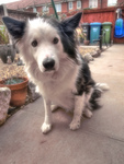 My-collie