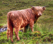 Highland-cattle