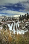 Winter-orchard
