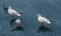 Seagull