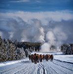 Bowling-for-bison