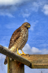 Falcon