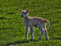 Spring-lamb