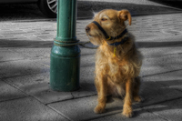 The-patient-dog