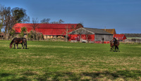Horse-farm