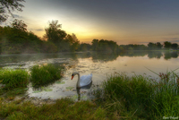 Swan