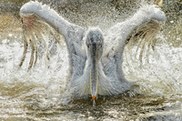 Viennese-pelican