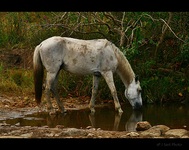 The-horse