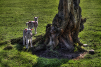Sleepy-lambs