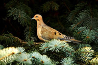 Mourning-dove