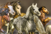 Horses-of-a-shelf