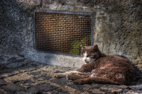 Cat-dozing-in-the-sun