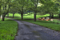 Country-lane