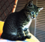 Bobby-our-kitten-