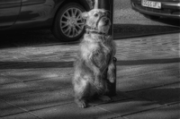 Cute-dog