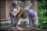 Mandrill-napo