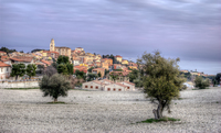 Ulivi-di-sirolo-ancona-