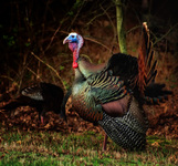 Turkey
