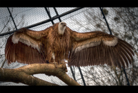 The-vulture-zoo-dresden