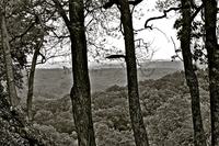 Trees-b-w