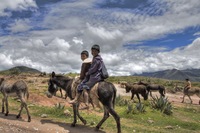 Two-boys-and-several-donkeys