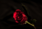 Rose1