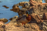 Mallard-hdr