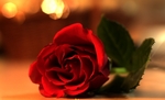 Rose2