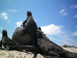 Galapagos-marine-iguanas