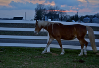 Horse-with-sunset