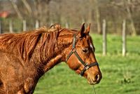 Horse-close-up