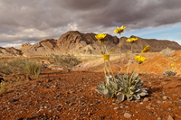 -surviving-in-high-desert