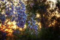 Wisteria-at-sunset-