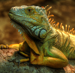 Lizards