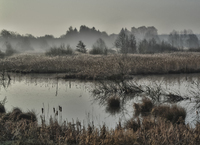 Foggy-pond
