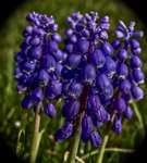 Purple-flower