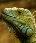 Lizardsii