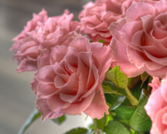 Pink-roses