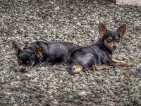 Cleo-and-coco