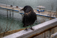 Bird-by-the-pier
