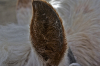 Horses-ear