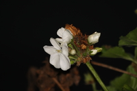 Autums-last-flower-