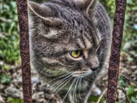 Tabby