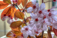 Prunus-flowers