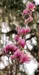 Spring-time