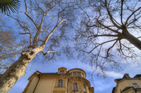 Two-trees-