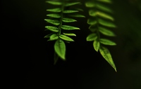 Leafs2
