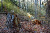 Deep-in-the-forest