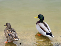 Ducks-