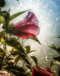 Confederate-rose-